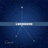 公猪和母猪如何配，女性人类动物马和人