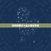 招财树图片大全大图片欣赏，发财树有几种图片？