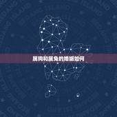 属狗和属兔的婚姻如何，狗为什么喜欢属兔