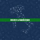 现在养什么龟最有价值的，养什么龟比较有价值？