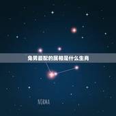 兔男最配的属相是什么生肖，男属兔跟什么生肖最配