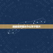 绿植招财猫长什么样子图片，招财猫的工作原理是什么