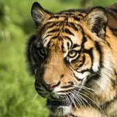 虎的婚姻属相配对是什么(最佳配偶星座大揭秘)