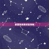 家里怎样养好发财树，如何养好发财树