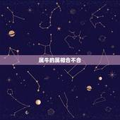属牛的属相合不合，1997属牛的婚姻和命运