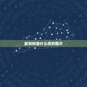 发财树是什么样的图片，有发财树的图片吗