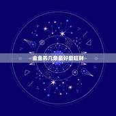 金鱼养几条最好最旺财，家里养几条金鱼风水更好