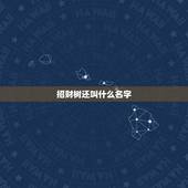 招财树还叫什么名字，俗名“发财树”的学名叫什么