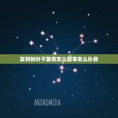 发财树叶子发黄怎么回事怎么补救，发财树叶子发黄下垂怎么办有的救吗？