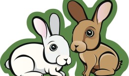 兔子的两岁是人类的几岁(解密兔子的年龄计算方法)