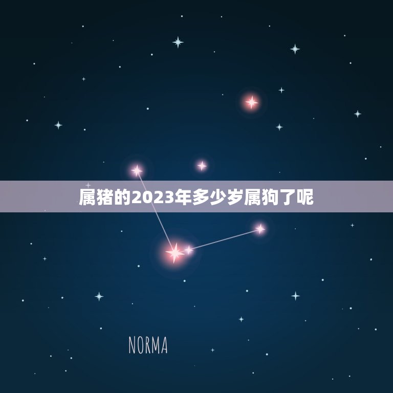 属猪的2023年多少岁属狗了呢(介绍猪狗相伴岁岁平安)  第1张