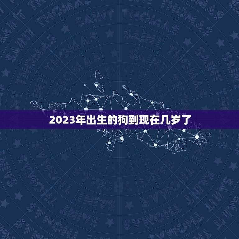 2023年出生的狗到现在几岁了(狗狗的年龄计算方法介绍)