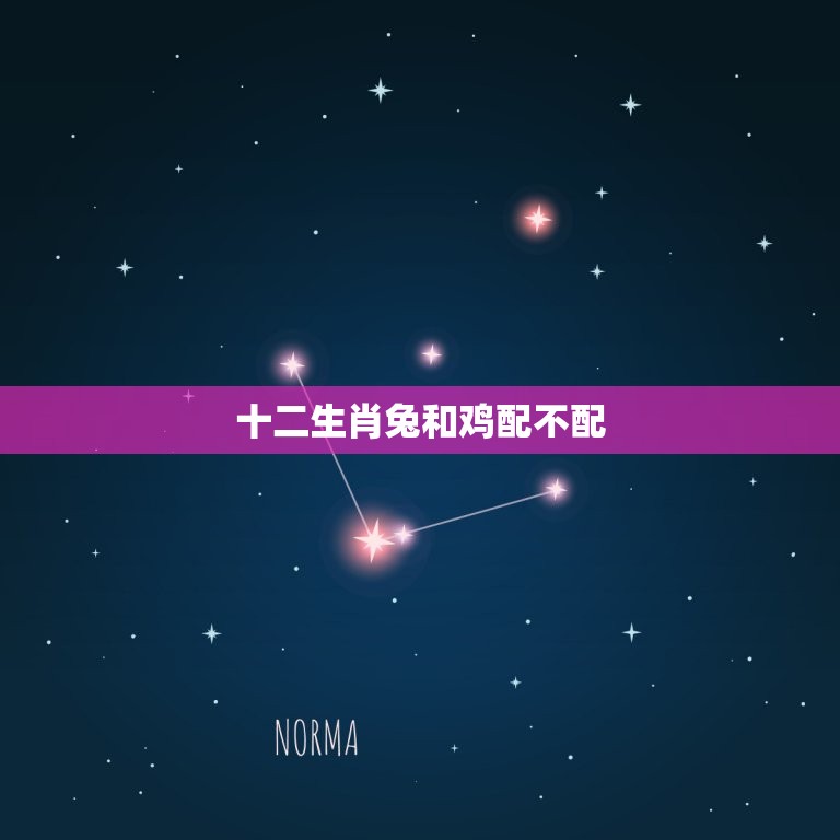 十二生肖兔和鸡配不配(兔鸡相处之路)  第3张
