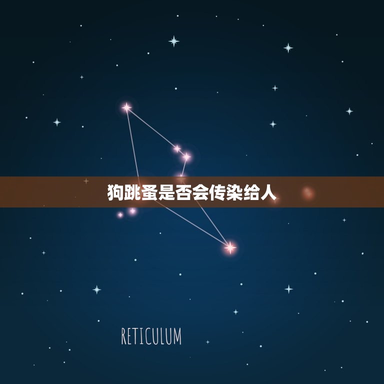狗生跳蚤会给人传染吗(介绍狗跳蚤传染人的)  第2张