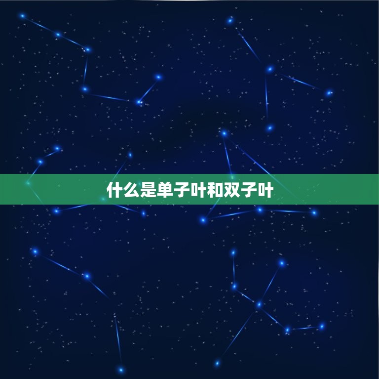 怎么看单子叶还是双子叶(轻松辨别植物叶子类型)