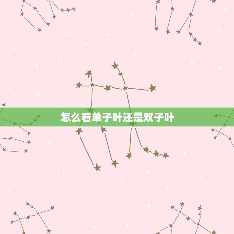 怎么看单子叶还是双子叶(轻松辨别植物叶子类型)  第3张
