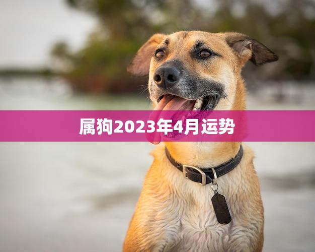 属狗2023年4月运势(事业顺利财运亨通)  第3张