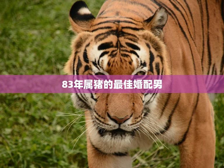 83年属猪的最佳婚配男(如何选择最适合的伴侣)  第3张