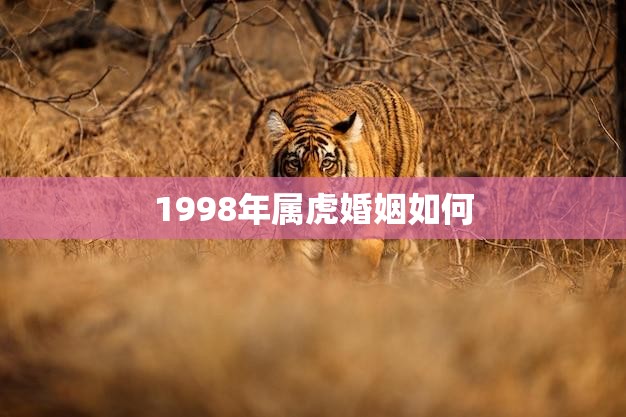 1998年属虎婚姻如何(幸福美满还是波折重重)  第3张