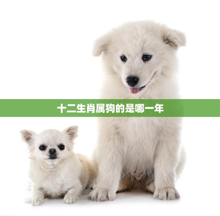 十二生肖属狗的是哪一年(狗年出生的人有哪些特点)  第3张