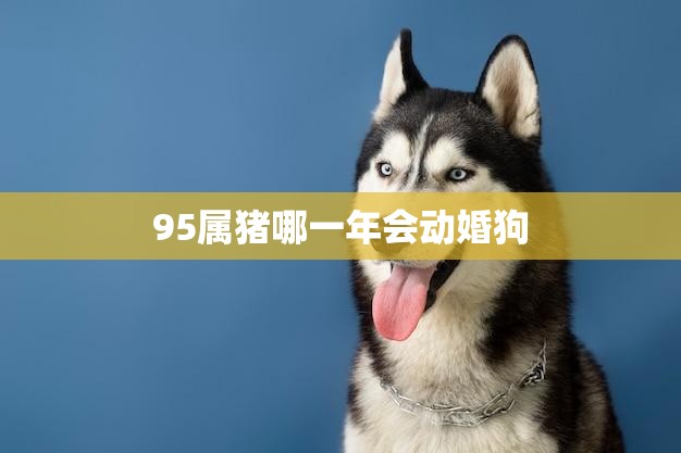 95属猪哪一年会动婚狗(猪年狗年婚姻运势大揭秘)  第3张