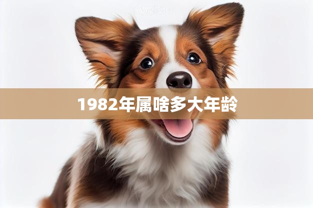 1982年属啥多大年龄(回顾1982年探寻属狗人的人生轨迹)  第3张