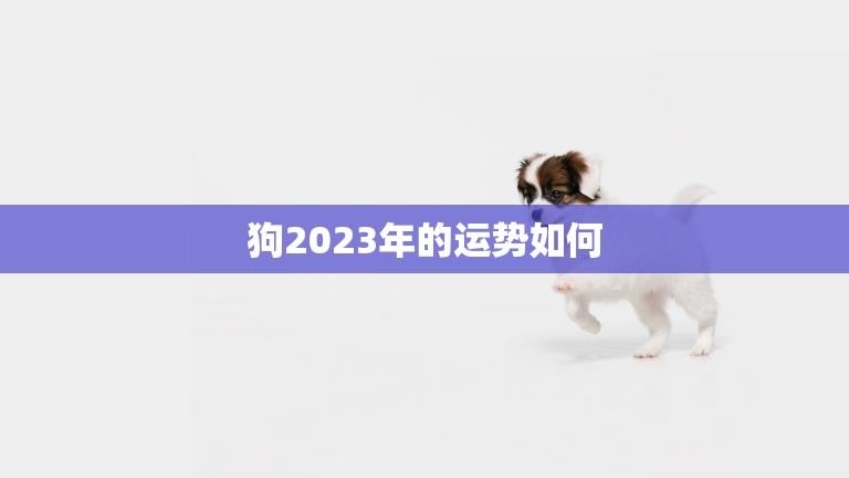 狗2023年的运势如何(狗年运势大揭秘)  第3张