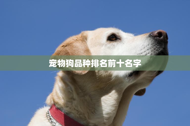 宠物狗品种排名前十名字(你知道吗)  第3张