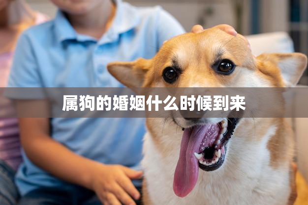 属狗的婚姻什么时候到来(解密属狗人的婚姻运势)  第3张