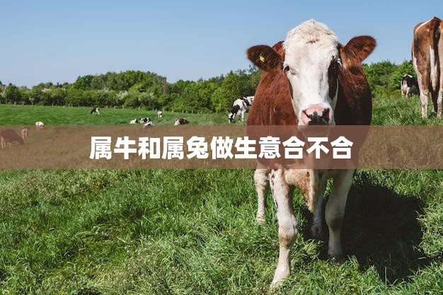 属牛和属兔做生意合不合(如何搭配最佳)  第3张