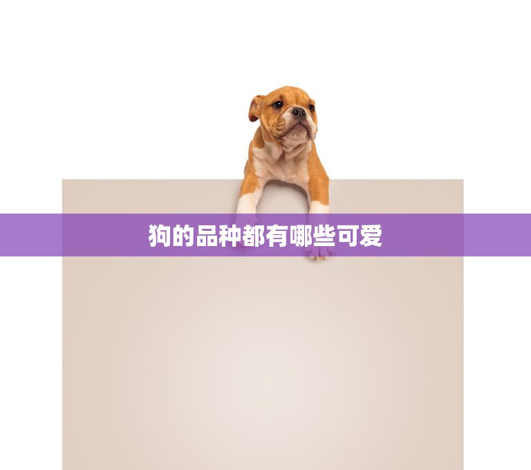 狗的品种都有哪些可爱(探索最受欢迎的狗狗品种)  第3张