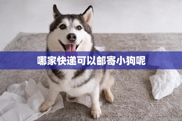 哪家快递可以邮寄小狗呢(寻找安全可靠的宠物快递服务)  第3张