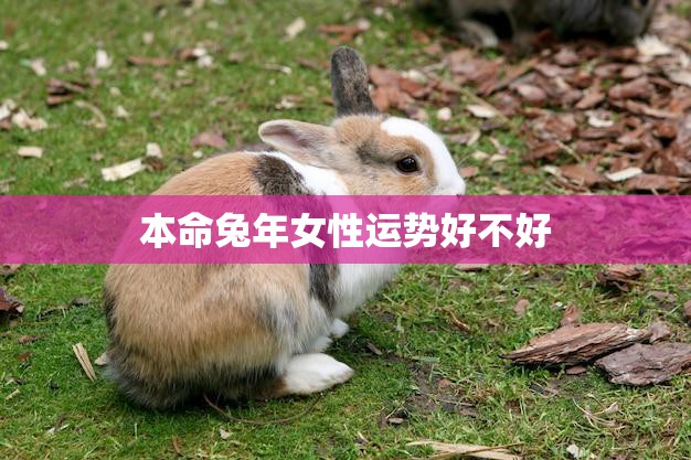 本命兔年女性运势好不好(2023年运势解析)  第3张
