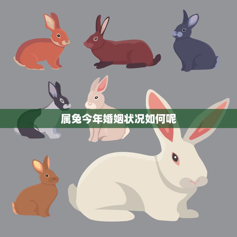 属兔今年婚姻状况如何呢(解析2023年属兔人的婚姻运势)  第3张