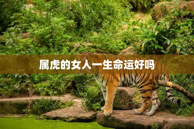 属虎的女人一生命运好吗(探究命运与性格的关系)  第3张