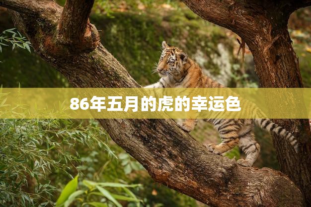86年五月的虎的幸运色(揭秘如何利用幸运色提升运势)  第3张