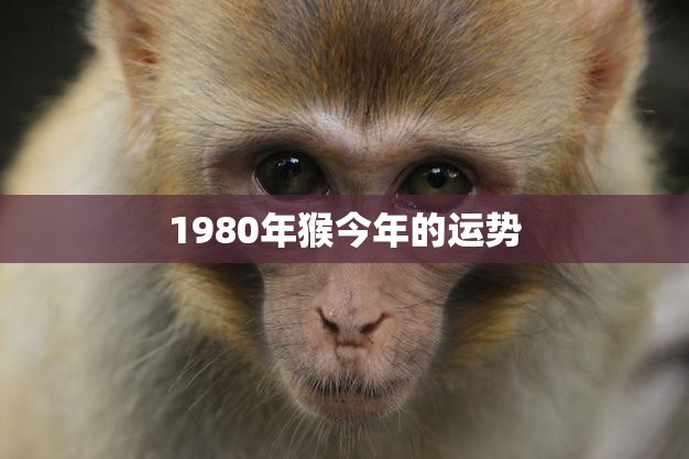 1980年猴今年的运势(猴年大吉财运亨通)  第3张