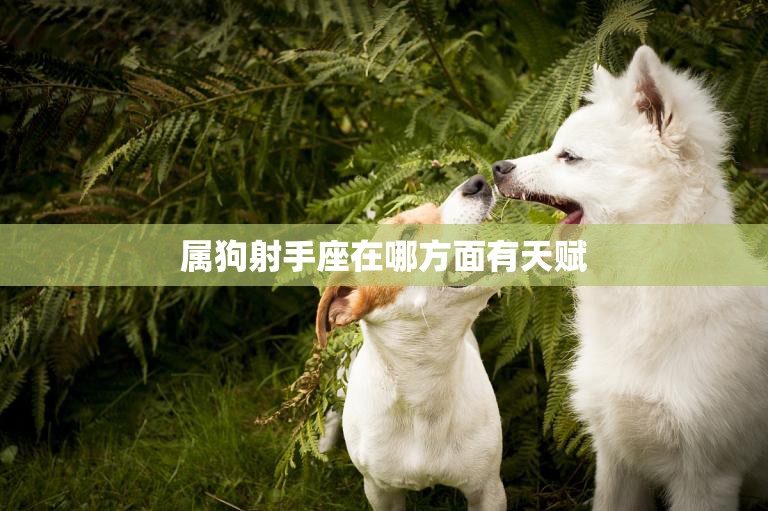 属狗射手座在哪方面有天赋(探寻独特的多才多艺之路)  第3张