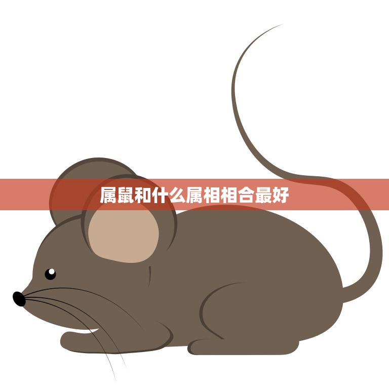 属鼠和什么属相相合最好(最佳配对大揭秘)  第3张