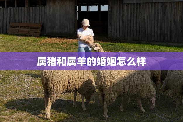 属猪和属羊的婚姻怎么样(幸福共存还是水火不容)  第3张