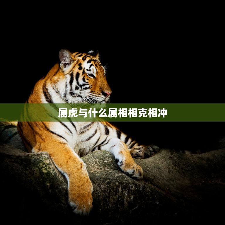 属虎与什么属相相克相冲(属相相克相冲大揭秘)  第3张