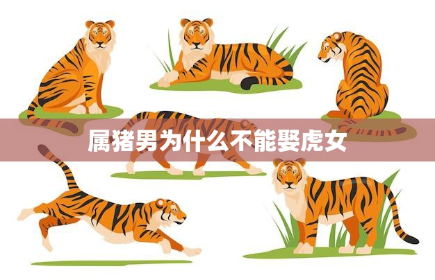 属猪男为什么不能娶虎女(婚姻中的命理因素)  第3张