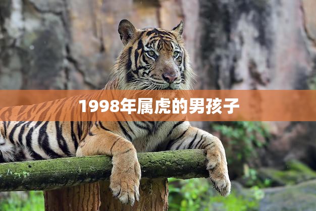 1998年属虎的男孩子(勇敢追梦成就辉煌)  第3张