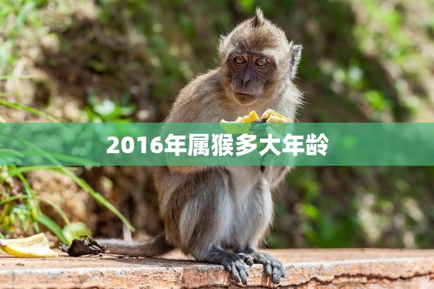 2016年属猴多大年龄(猴年生肖年龄计算方法解析)  第3张