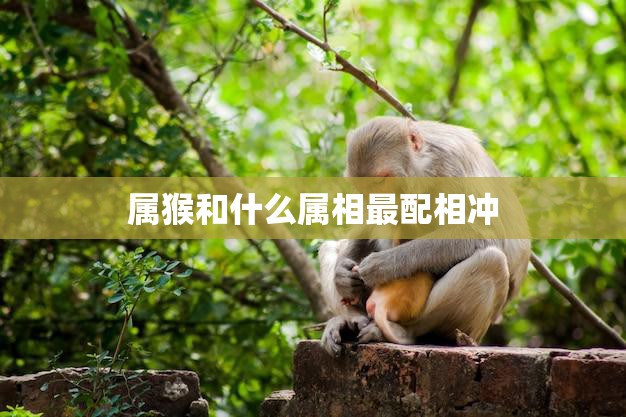属猴和什么属相最配相冲(最佳配对大揭秘)  第3张