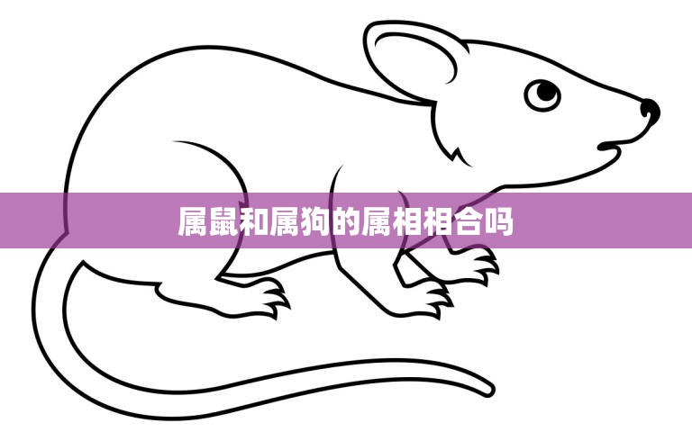 属鼠和属狗的属相相合吗(解析属鼠和属狗的姻缘)  第3张