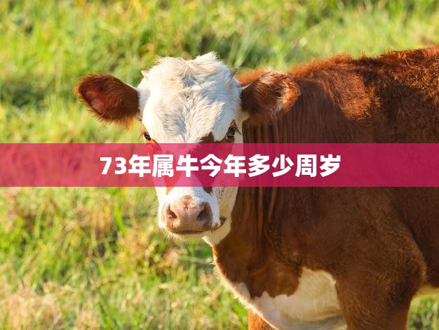 73年属牛今年多少周岁(如何计算属牛人的年龄)  第3张