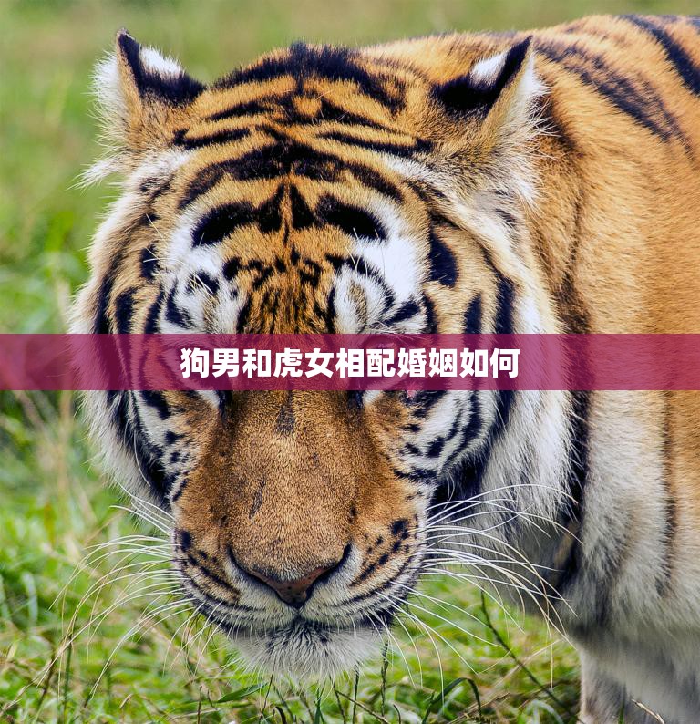 狗男和虎女相配婚姻如何(幸福美满的秘诀)  第3张