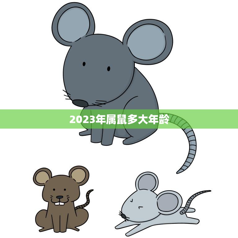 2023年属鼠多大年龄(探究属鼠人士的年龄特征与命运趋势)  第3张