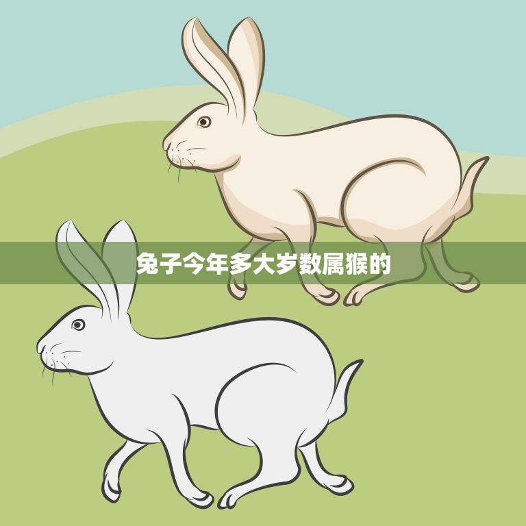 兔子今年多大岁数属猴的(兔子的生肖年龄和属相解析)  第3张
